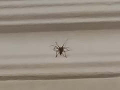 Arthropoda