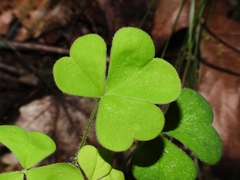 Oxalis grandis