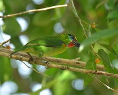 Psilopogon mystacophanos