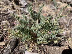 Astragalus wootonii