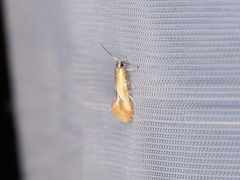 Batia lunaris