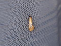 Batia lunaris