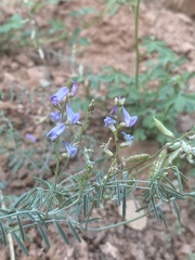 Astragalus flexuosus flexuosus
