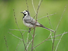 Motacilla alba