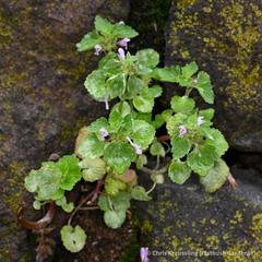 Lamium purpureum