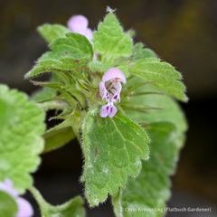 Lamium purpureum