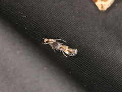 Mompha lacteella