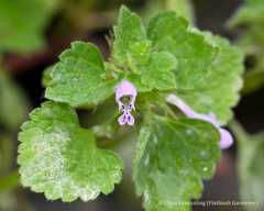 Lamium purpureum
