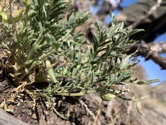 Astragalus wootonii