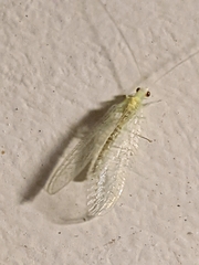 Chrysopa quadripunctata