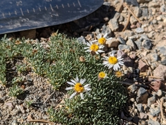 Erigeron compactus