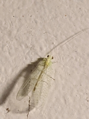 Chrysopa quadripunctata