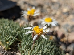 Erigeron compactus