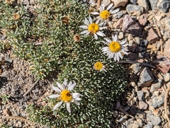 Erigeron compactus