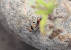 Dasymutilla formosa