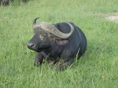 Syncerus caffer
