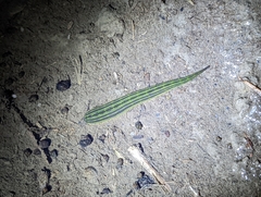 Whitmania laevis