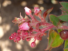 Arctostaphylos refugioensis