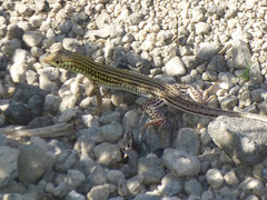 Latastia longicaudata