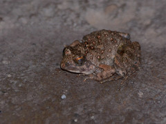 Phrynobatrachus
