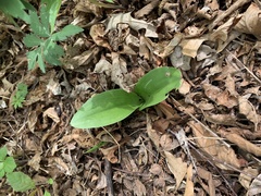 Galearis spectabilis