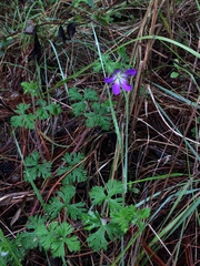 Geranium goldmanii