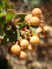 Arctostaphylos refugioensis