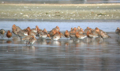 Limosa limosa islandica