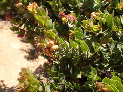 Arctostaphylos refugioensis