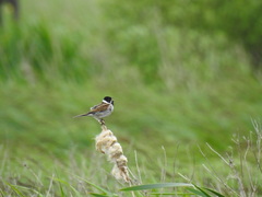 Emberiza schoeniclus