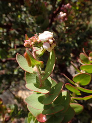 Arctostaphylos refugioensis