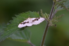 Xanthorhoe montanata