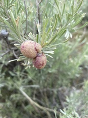 Rhopalomyia pomum
