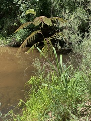 Albizia julibrissin