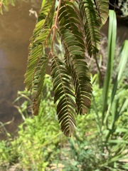Albizia julibrissin