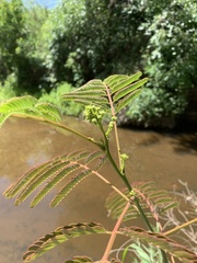 Albizia julibrissin