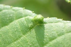 Phylloxera foveola
