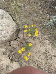 Erigeron linearis