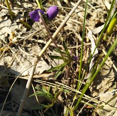 Viola dissecta