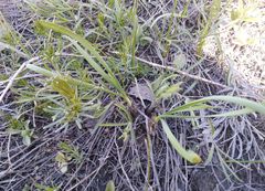 Allium strictum