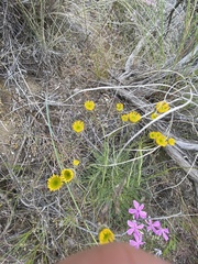 Erigeron linearis