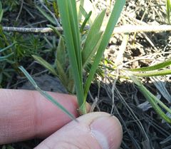 Allium strictum