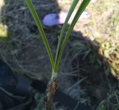Allium strictum
