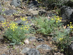 Lomatium papilioniferum