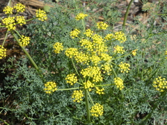 Lomatium papilioniferum