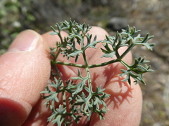 Lomatium papilioniferum