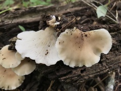 Hohenbuehelia angustata
