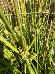 Cyperus