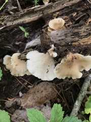 Hohenbuehelia angustata