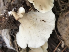 Hohenbuehelia angustata